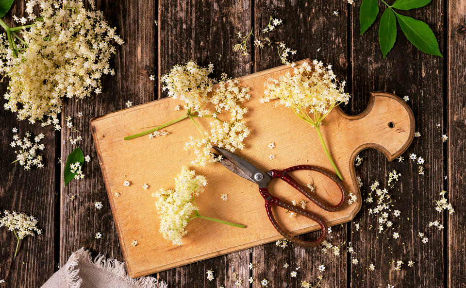 Holunderblüten sammeln: so machen Sie es richtig!