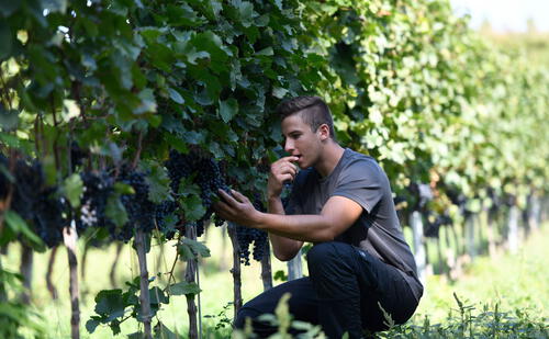 Bild: Beigestellt Winzertipp: Winzerhof Kiss