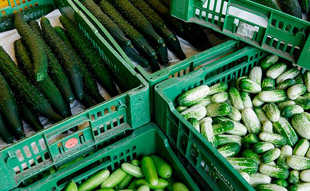 Fernwärme lässt Wiener Gemüse wachsen