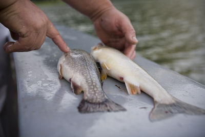 Hallstätter Fische