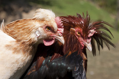 Sulmtaler. Ein Huhn mit Geschichte