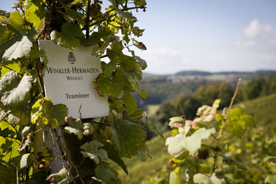 Klöcher Weinspezialität