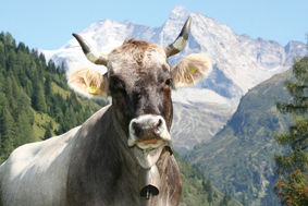 Von der Milch zur Schokolade