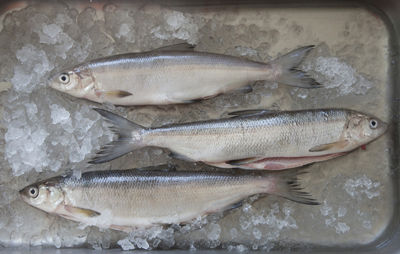 Der Silber-Fisch vom Traunsee
