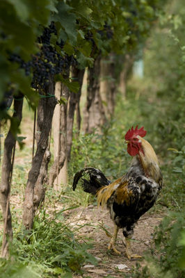 Biodynamik. Weinbau mit Zukunft