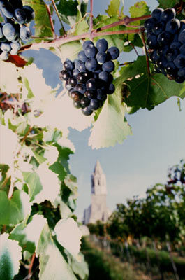 Ein Weingut - drei Hügellandschaften - drei Charaktere in Carnuntum