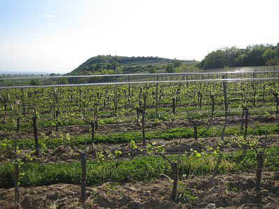 Wein & Schokolade am Weingut Franz Neuwirth