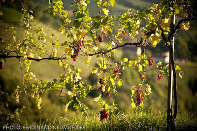 Das besondere Terroir