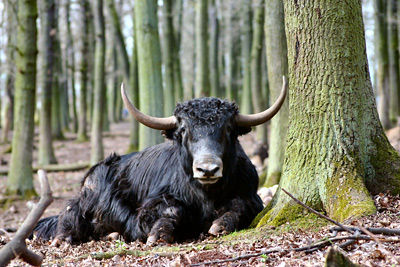Fast schon barbarisch