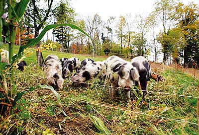 Turopolje-Schwein