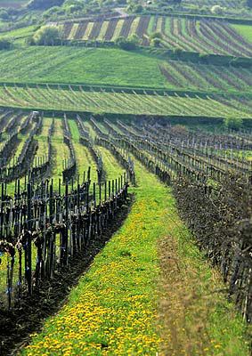 Lust auf Wein