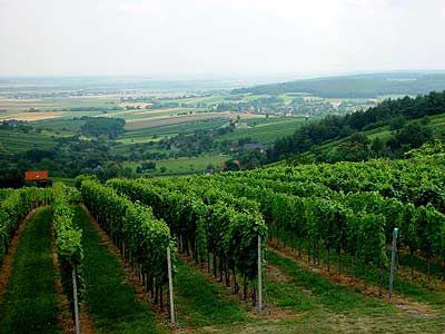 Südburgenland - Weinidylle pur am Eisenberg