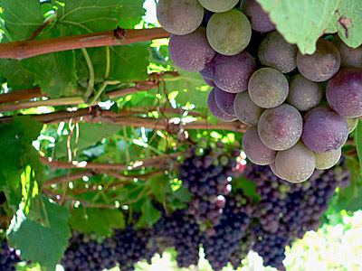 Wein- und Gourmetreisen