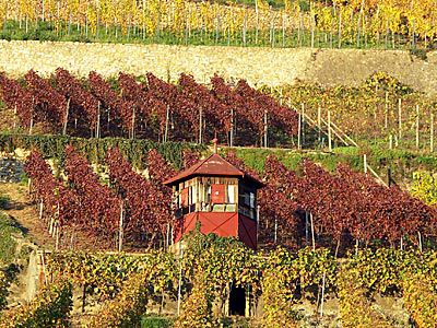 Gaumenfreuden in der Champagne