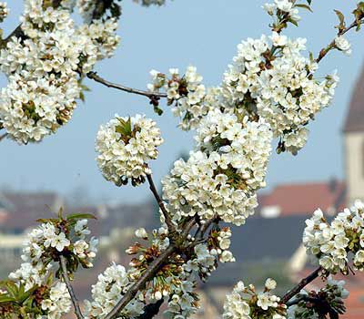 Frühling