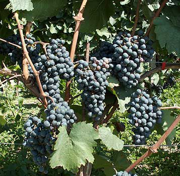 Wolfgang Reisner vom Weingut Hans Igler - Mittelburgenland