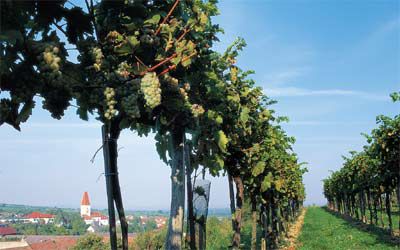 Weinherbst-Tage in Droß