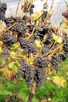Weinlese in Tschechien