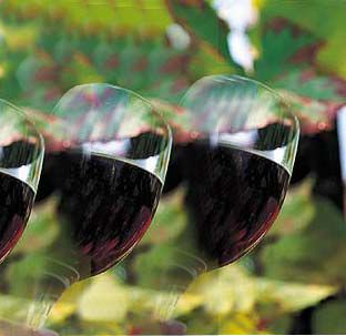 Weinlese in Tschechien