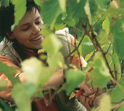 Irene Langes: Die Wiener Weinlady