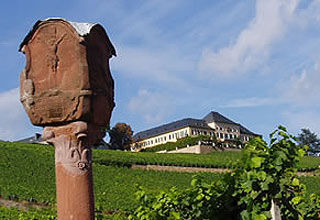 Wein- und Gartenbau