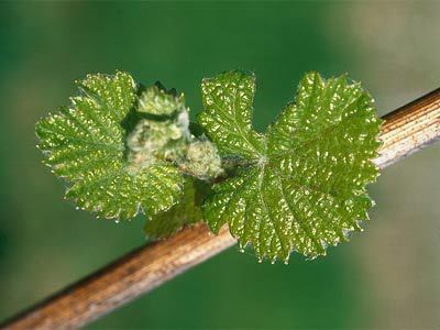 Weindenkmäler und Co