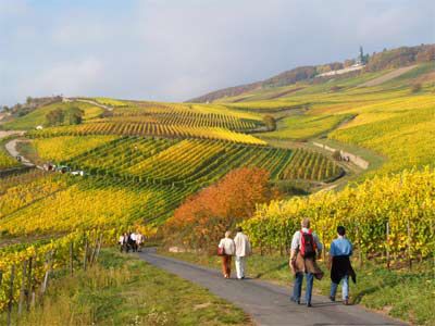 Wein-, Sekt- und Rosenstadt