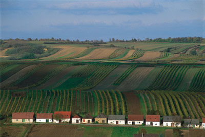 Kellergassenführung in Hollabrunn