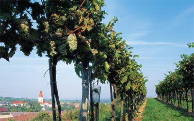 Jungweinverkostung bei der Heiligensteinwarte