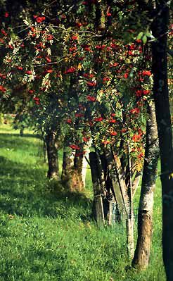 Vogelbeermarmelade