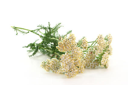 Bild: silencefoto - Fotolia.com Schafgarbe