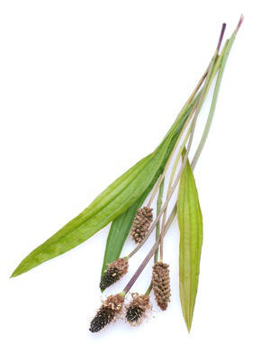 Bild: Christian Jung - Fotolia.com Spitzwegerich