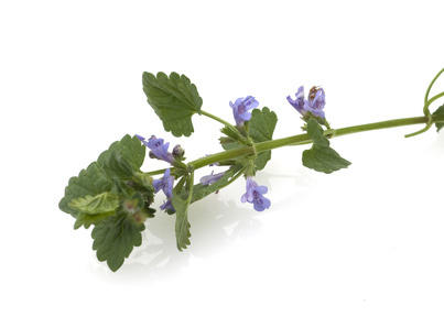 Bild: emer - Fotolia.com Gundelrebe