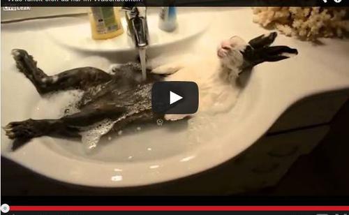 Bild: Live Leak Hase badet