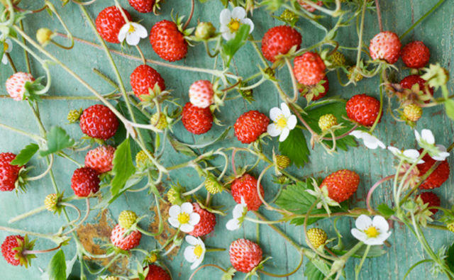 Wilde Beeren