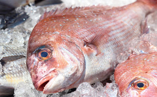 Bild: poko42 - Fotolia.com Fisch auf Eis