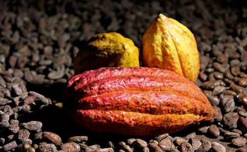 Bild: Rausch Plantagen Schokolade Kakaobohnen