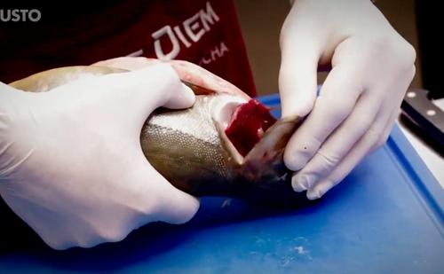 Bild: GUSTO Frischer Fisch