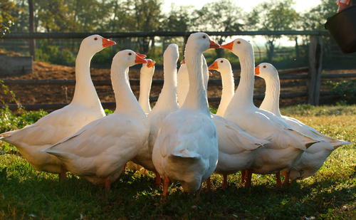 Bild: Peter Burgstaller Tipp 14: Gans gut